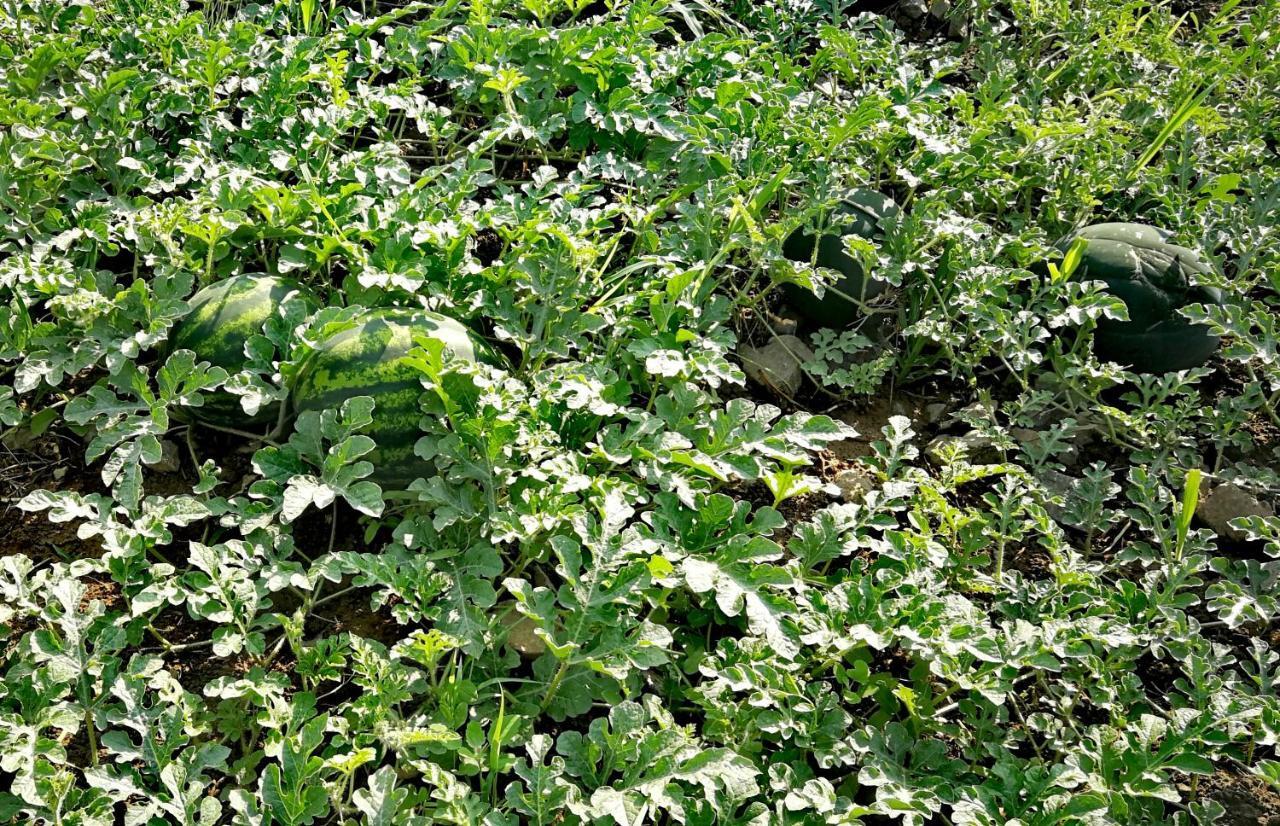 Agropensiunea Valea Fagilor Luncavita エクステリア 写真